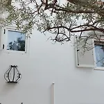 Olive Tree