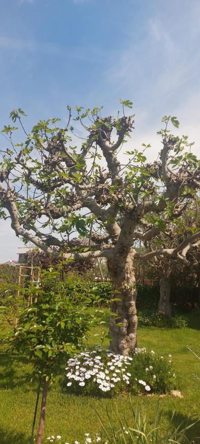 Olive Tree Appartement *